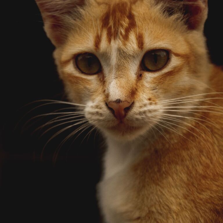 Ginger tabby input portrait for Cat A