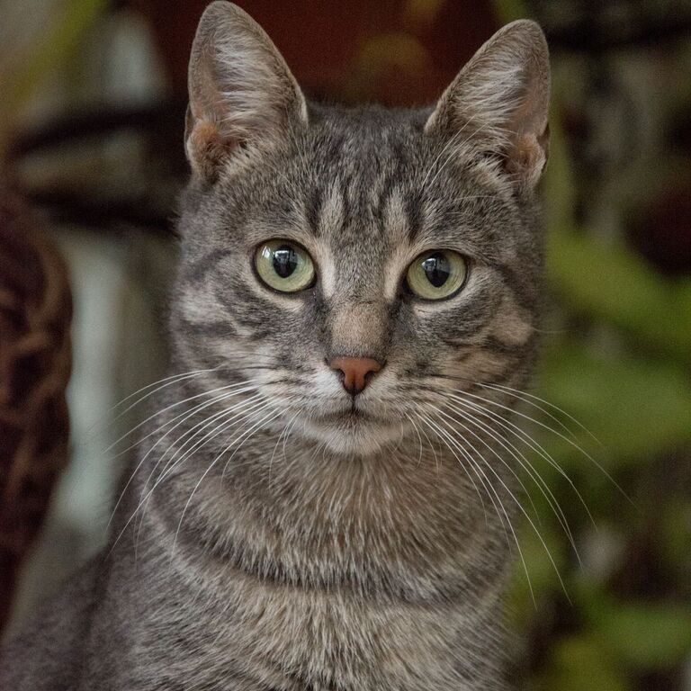 Grey tabby input portrait for Cat B