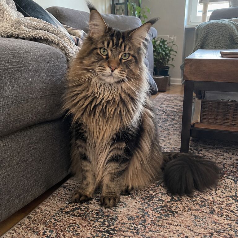 Maine Coon input portrait for Cat A