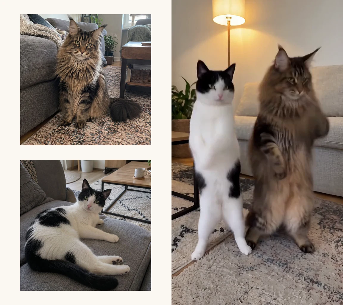 Two input portraits, a Maine Coon and a black-and-white cat, beside a frame of the same cats standing and dancing in our generated living-room video.