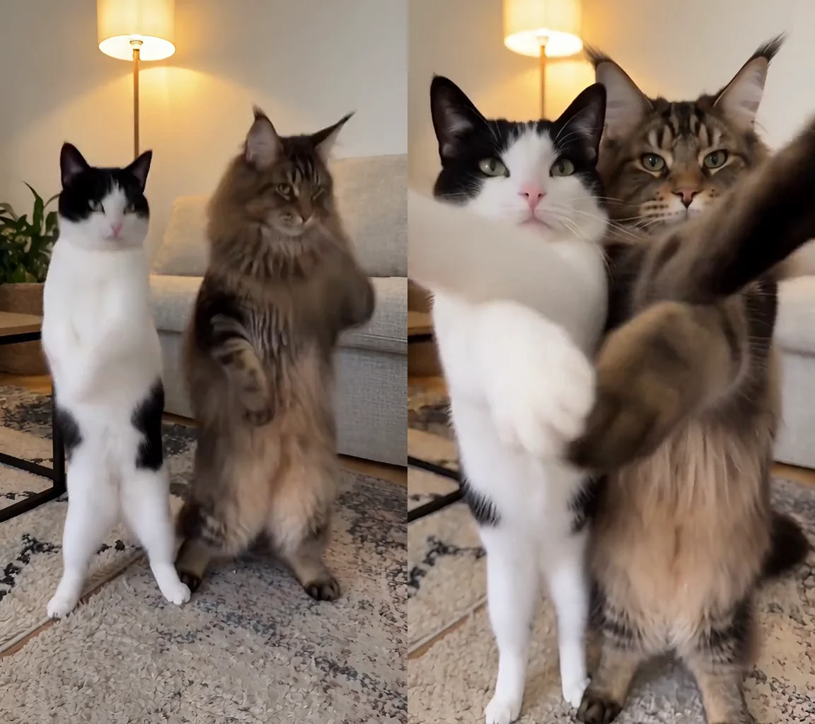 A black-and-white cat and a Maine Coon dance in a living room at 15 seconds, then reach toward the camera at 20.5 seconds.